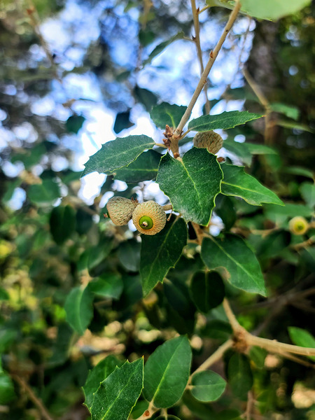 Emergence in Green Digital Download