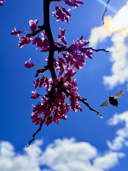 IMG 1556 Digital Download