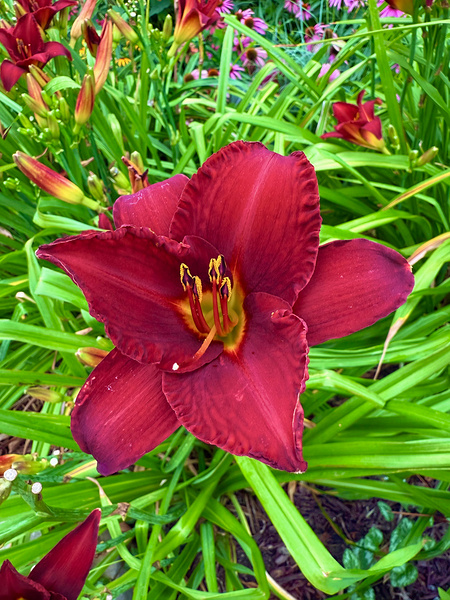 Garden Spotlight Digital Download