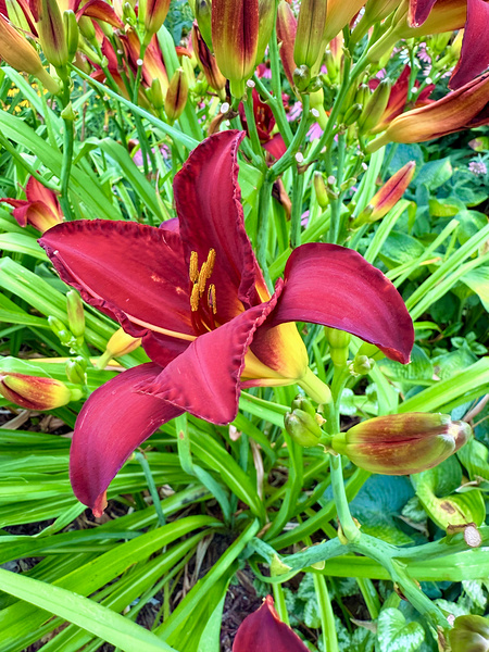 Royal Daylily Portrait Digital Download