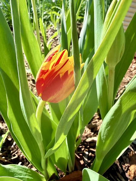 IMG 1605 Digital Download