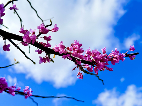 IMG 1702 Digital Download