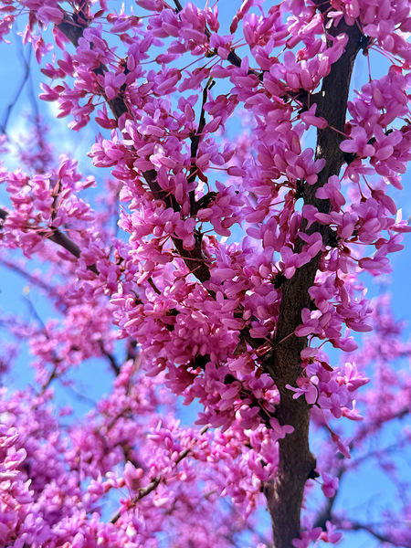 IMG 1617 Digital Download