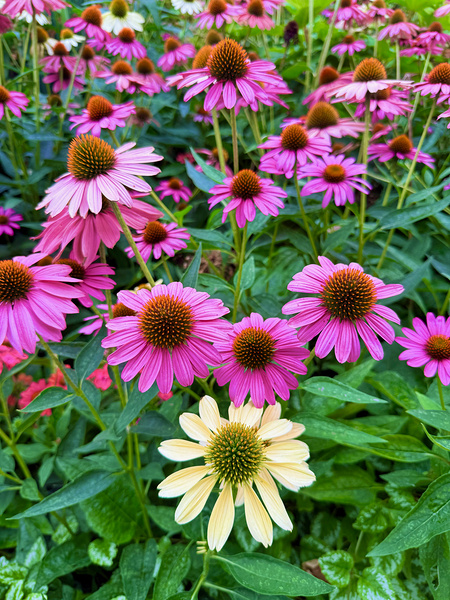 The Garden Collective Digital Download