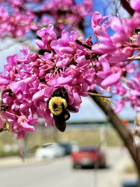 IMG 1570 Digital Download