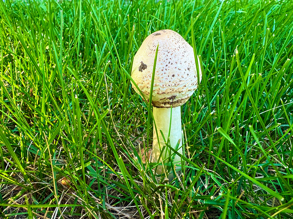 A Quiet Uprising from Below Digital Download