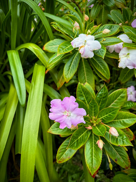 Green Rhythm Pink Pause Téléchargement Numérique