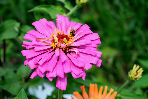 Buzzing Secrets of a Summer Queen Digital Download