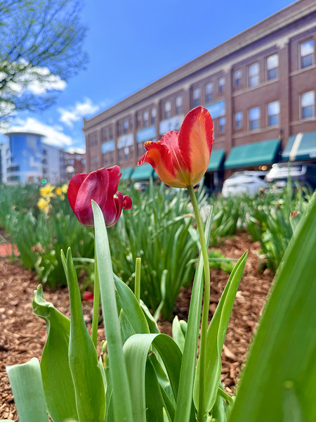 IMG 1602 Digital Download