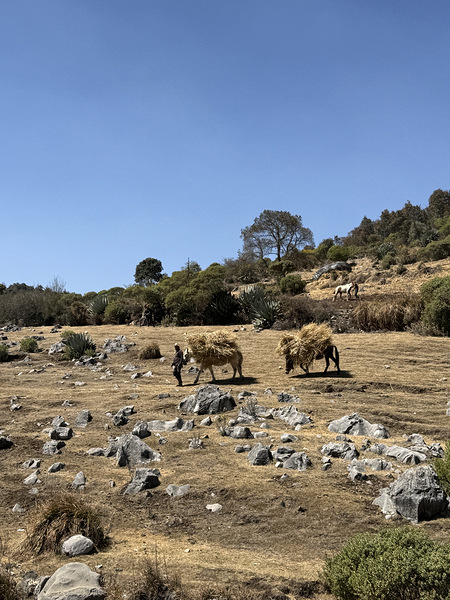 IMG 9555 Digital Download