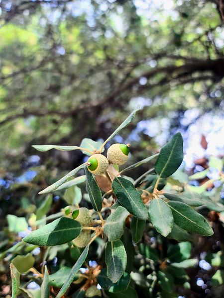 Nature’s Little Lanterns: A Hidden Symphony of Light and Green Téléchargement Numérique