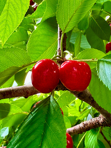 Twin Suns on the Orchard Axis Digital Download