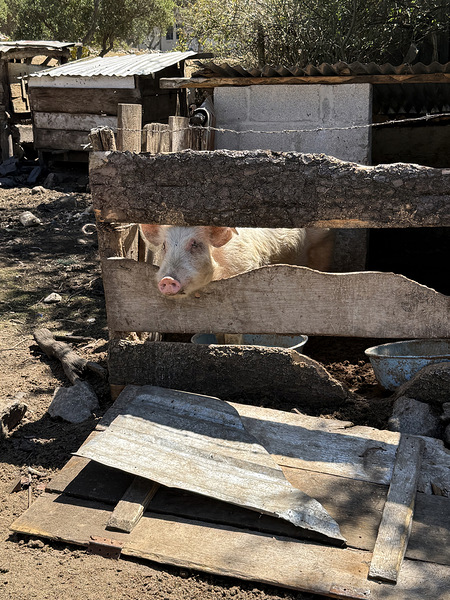 IMG 9518 Digital Download