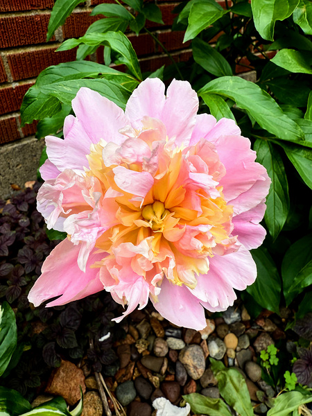 Raspberry Sundae: The Painter’s Peony Digital Download
