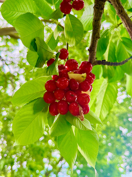 The Patience of Fruit: A Quiet Celebration Téléchargement Numérique