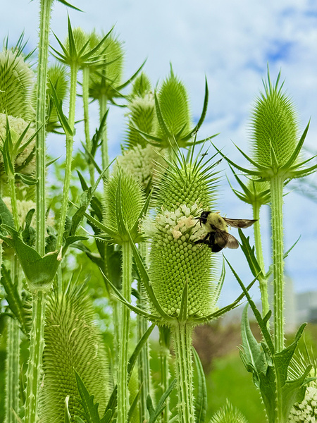 The Reach of Teasel Digital Download