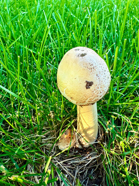 The Philosopher’s Cap Téléchargement Numérique