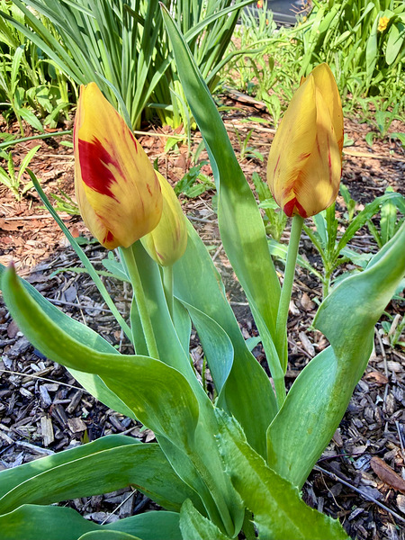 IMG 1613 Téléchargement Numérique