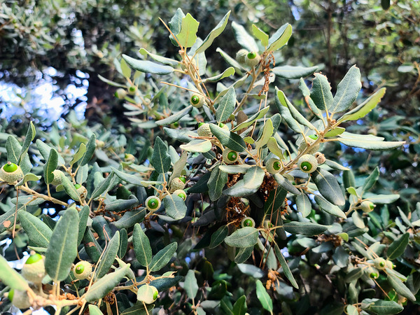 Acorn Awakening Téléchargement Numérique