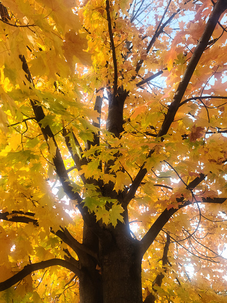 Golden Hour Tree Time: Crowned by Fall Digital Download