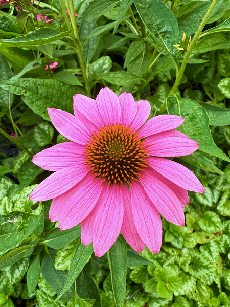 Pink Serenity Digital Download