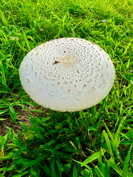 Fungal Solar Disc Digital Download