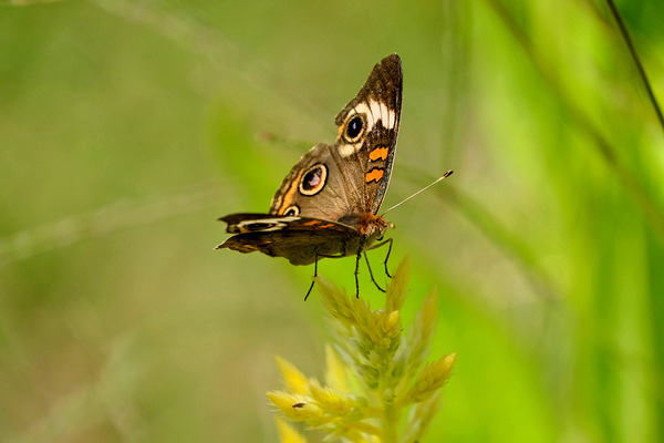 Buckeye Butterfly: Nature’s Tiny Oracle Digital Download