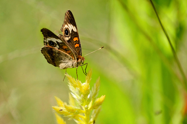 Buckeye Butterfly: Stillness Between Wingbeats Digital Download