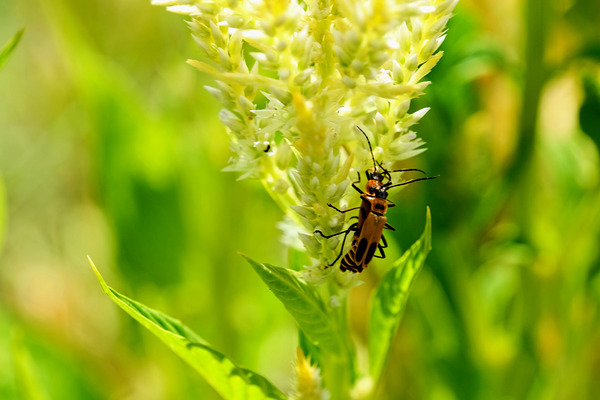 The Daylight Firefly: Guardian of the Green Flame Digital Download