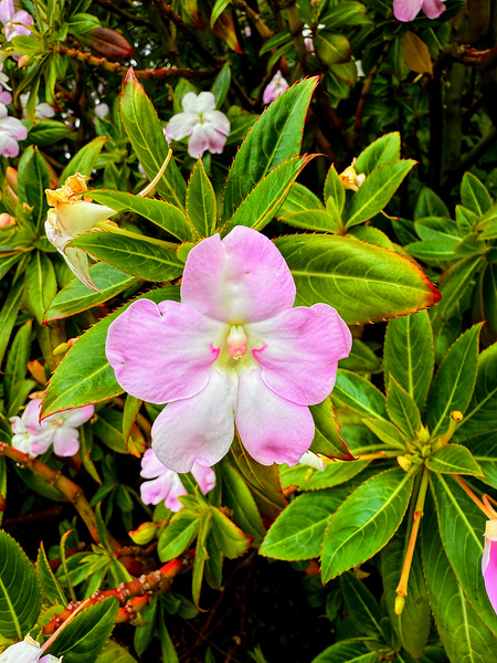 Impatiens: One Quiet Bloom Digital Download