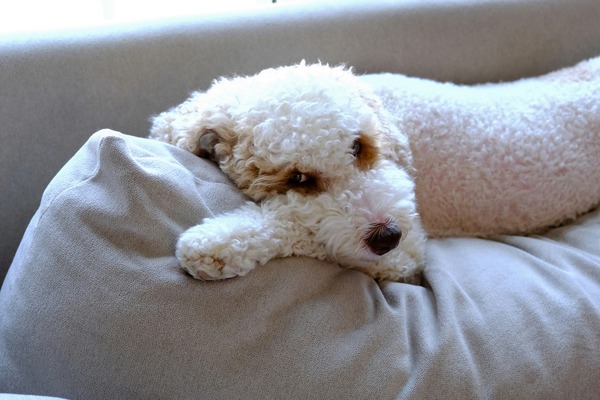 Not Pouting Pooch Digital Download