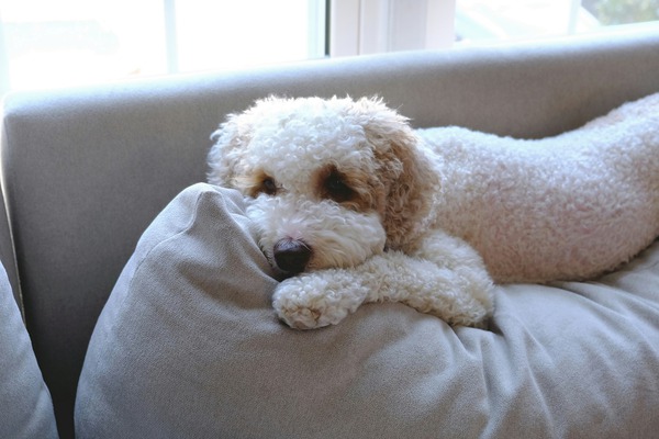 Patient Pooch Finn Digital Download