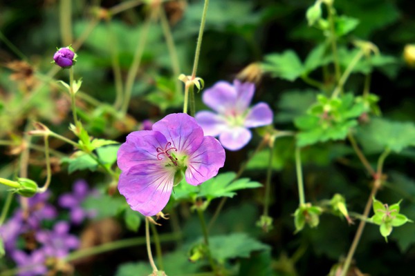 Flower Bloom 8B Digital Download