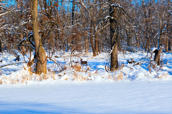 Hiding in Plain Sight Digital Download