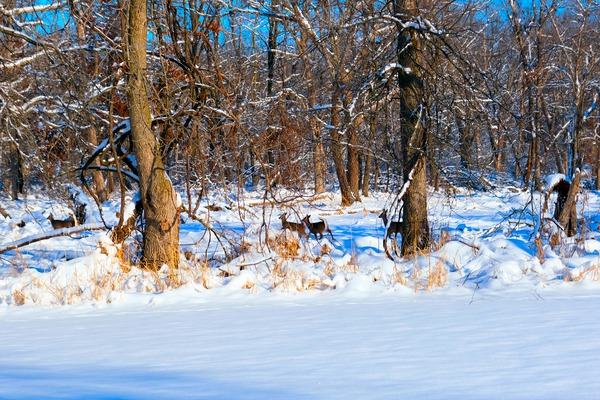 Oh Deer  Digital Download