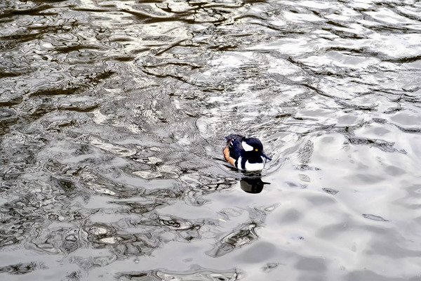 Only The Lonely Loon 1B Digital Download