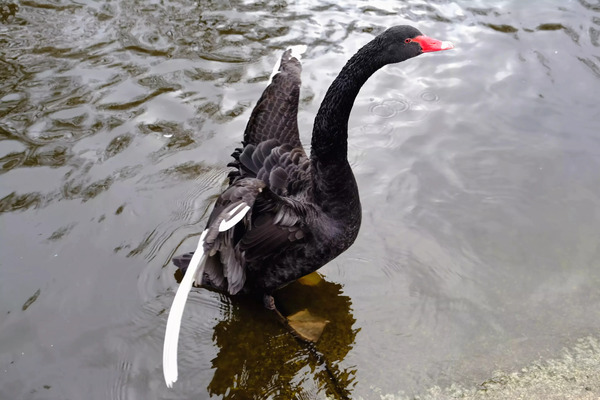 A Black Swan Moment 2B Digital Download