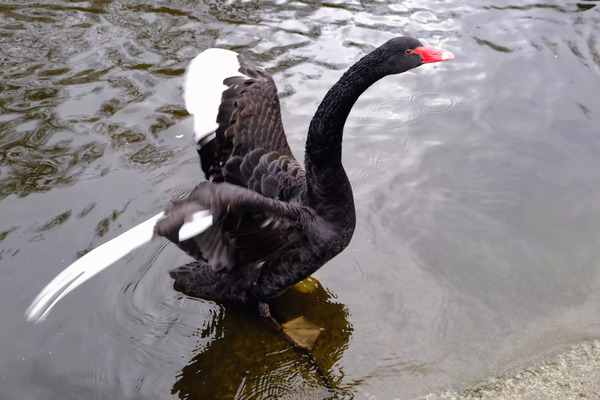 A Black Swan Moment 2 Digital Download