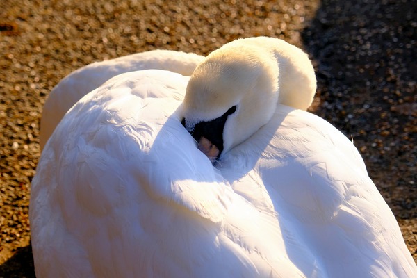 Got My Eye On You Swan Digital Download