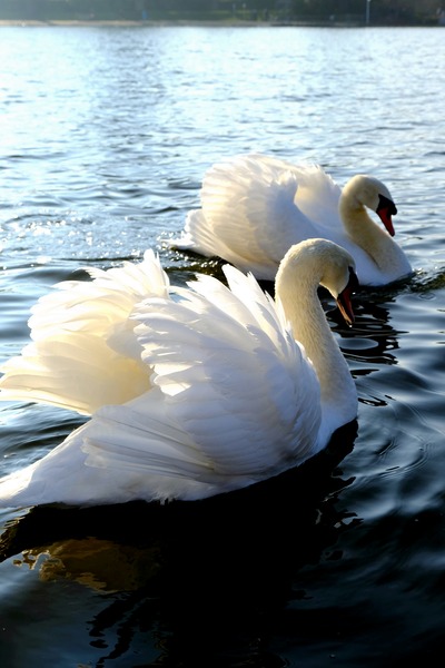 Wings of Love Pair 1A Téléchargement Numérique