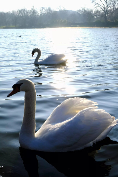 Wings of Love Pair 1B Digital Download