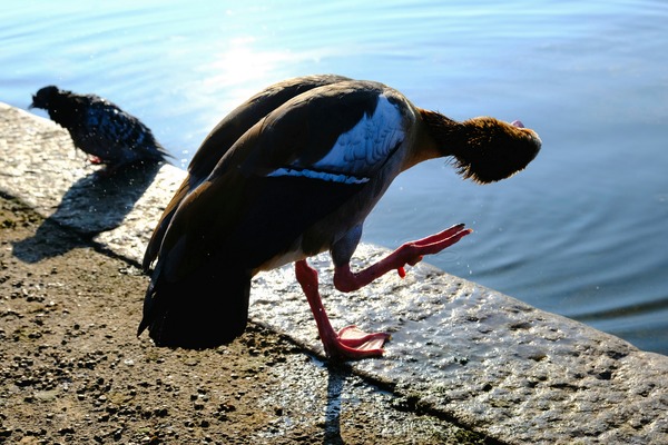 Is the Sky Falling...Just Checking Digital Download