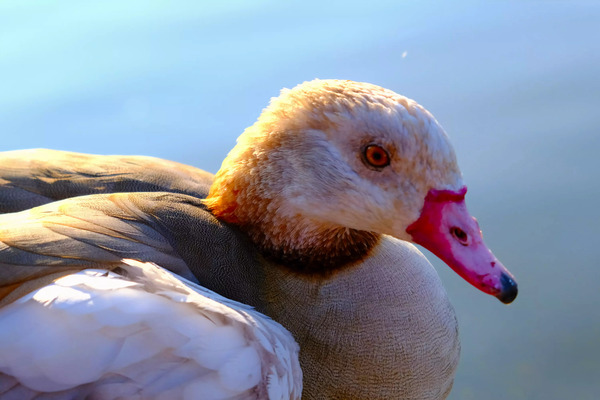 Duck Face 1B Digital Download