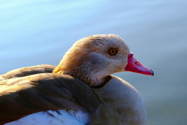 Duck Face Digital Download