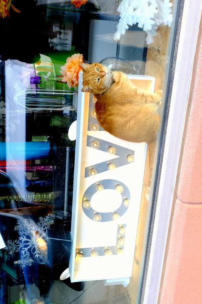 Window Watcher Digital Download