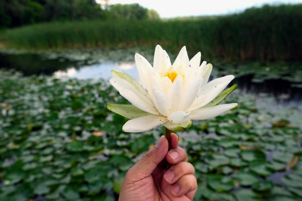 Lifting Beauty Téléchargement Numérique