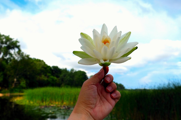  Offering of the Wild Digital Download