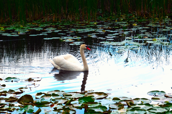 Silent Glide Téléchargement Numérique