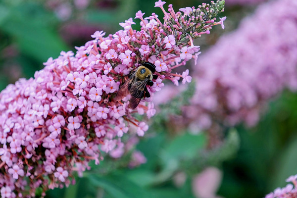 Sustaining Grace:  The Bee and the Butterfly Bush Digital Download