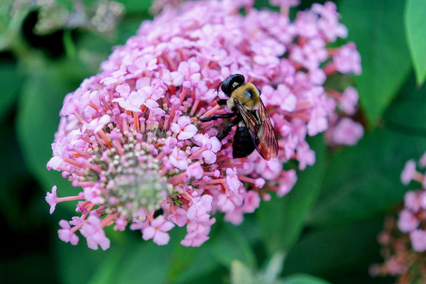 Bee Still on Butterfly Bush Téléchargement Numérique